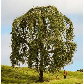 Weeping Willow 15 cm high