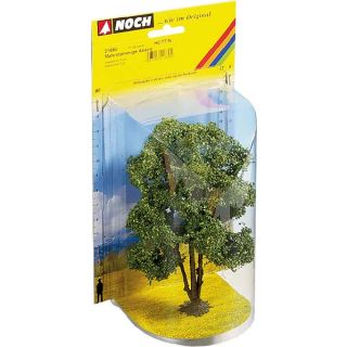 Acacia 15 cm