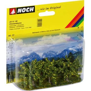 Lemon Tree 3 pcs, 4 cm